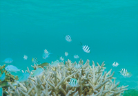 枝サンゴに群れる魚たち
