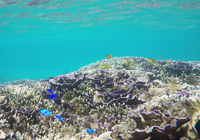 サンゴの群落と色鮮やかな魚たち