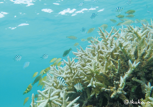 枝サンゴに群れる魚たち