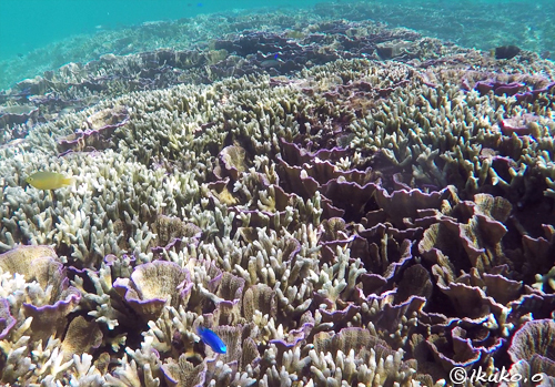 キャベツサンゴと枝サンゴ
