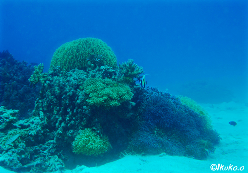 サンゴの根