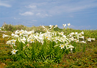 優雅な白い花