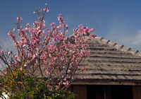 古民家と緋寒桜の木