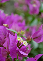 紫色のブーゲンビレア