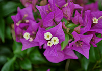 紫色のブーゲンビレア
