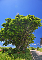 道路脇のガジュマルの大木