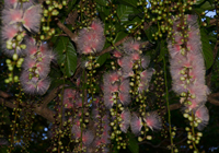 サガリ花のシャンデリア