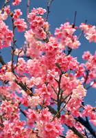 満開の寒緋桜と青空