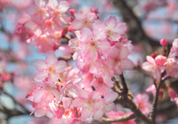淡い春色の寒緋桜