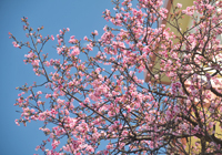 頭上に咲く寒緋桜