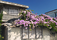 ニンニクカズラの花の屋根