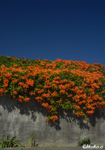 青空とオレンジの花