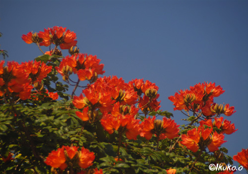 カエンボクの花々