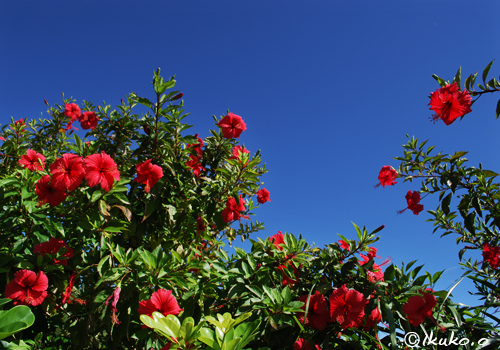 青空とハイビスカスの花々