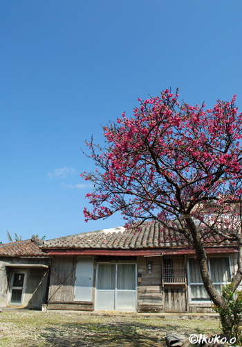 古民家と緋寒桜の木