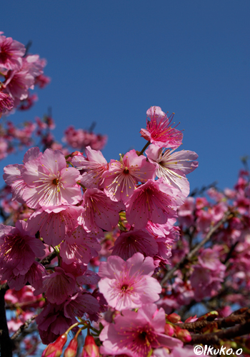 青空と満開のヒカン桜