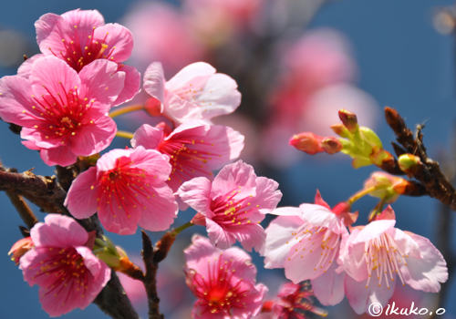 緋寒桜（ヒカンザクラ）の花