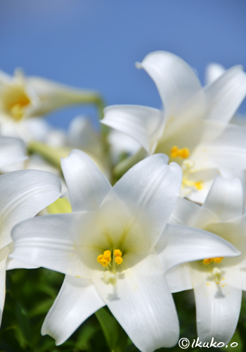 真っ白な百合の花
