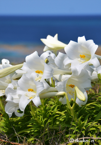 海辺の百合の花
