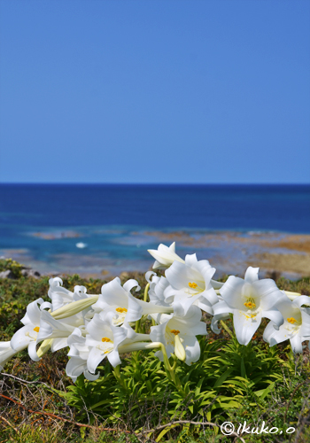 海辺の崖に咲く百合の花