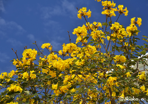 青空と黄色の花々