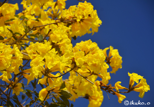 黄金色の花々
