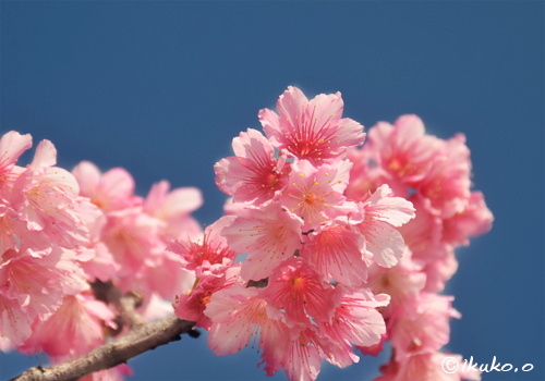 青空と可憐な緋寒桜の花