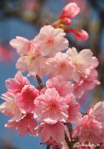 寒緋桜の可憐な花