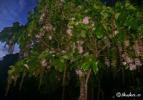 夜明けの空とサガリバナの大木
