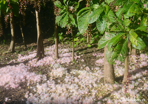 地面を覆うピンクの花