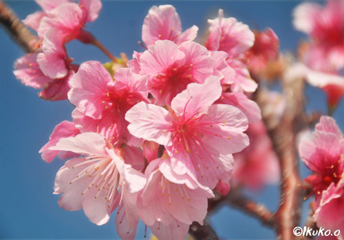 緋寒桜の花
