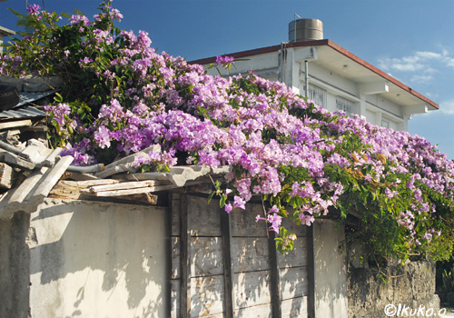 小屋の屋根を覆う花