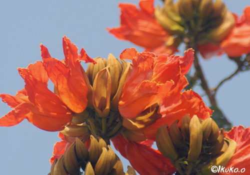 カエンボクの花