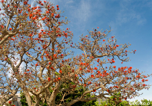 久松公民館の大木