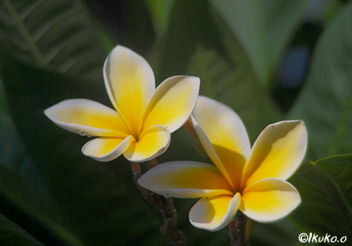 タヒチの花