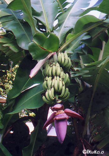 島バナナ