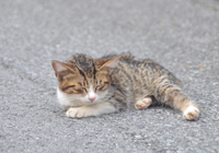 道路で寝そべる子猫