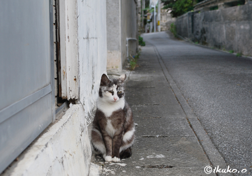 路地に座る島猫