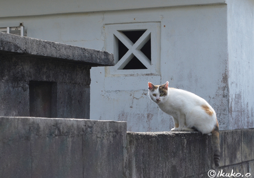 塀の上の島猫