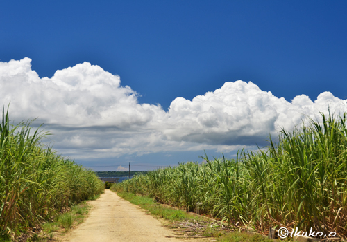 サトウキビ畑を横切る雲