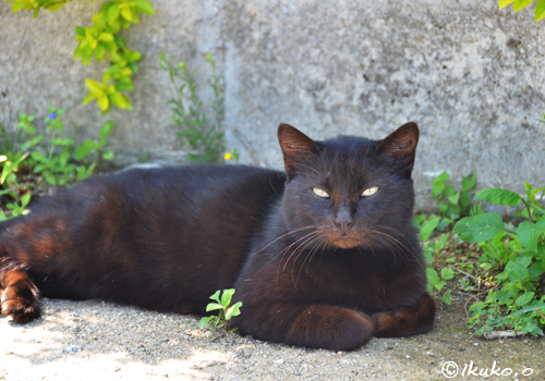 貫禄の黒猫
