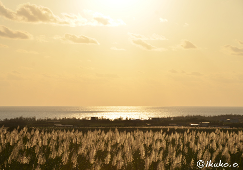 黄金色の海とサトウキビ畑