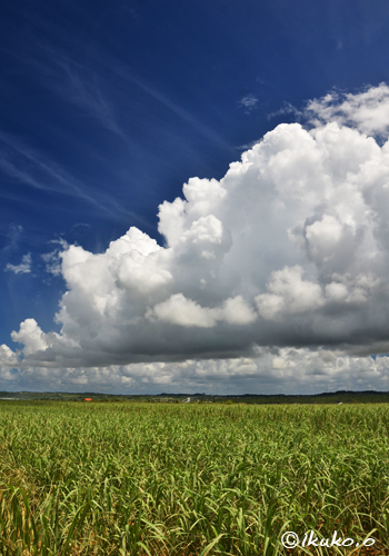 サトウキビ畑の上の夏雲