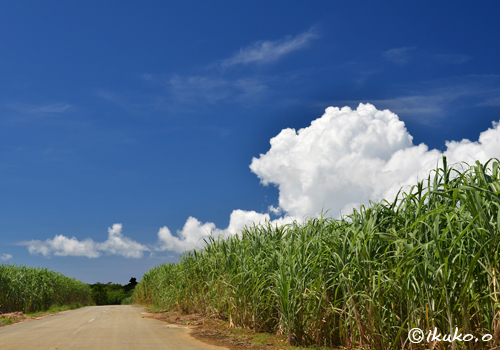 サトウキビ畑と入道雲