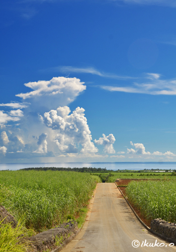 サトウキビ畑と入道雲