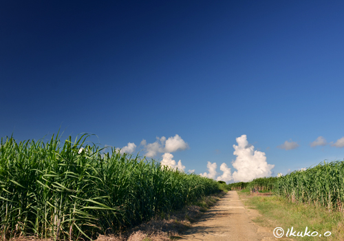 サトウキビ畑と夏雲