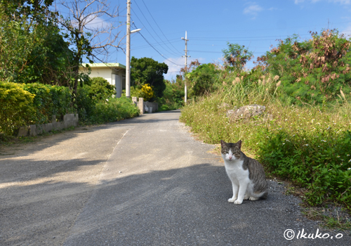 路地と島猫
