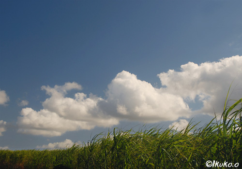 雲とさとうきび畑