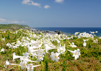 岬を覆う百合の花