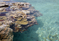 タイドプールとサンゴ礁